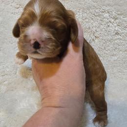 Babe - Red female Cocker Spaniel puppy in Florence, South Carolina from Reddick's American Cocker Spaniels