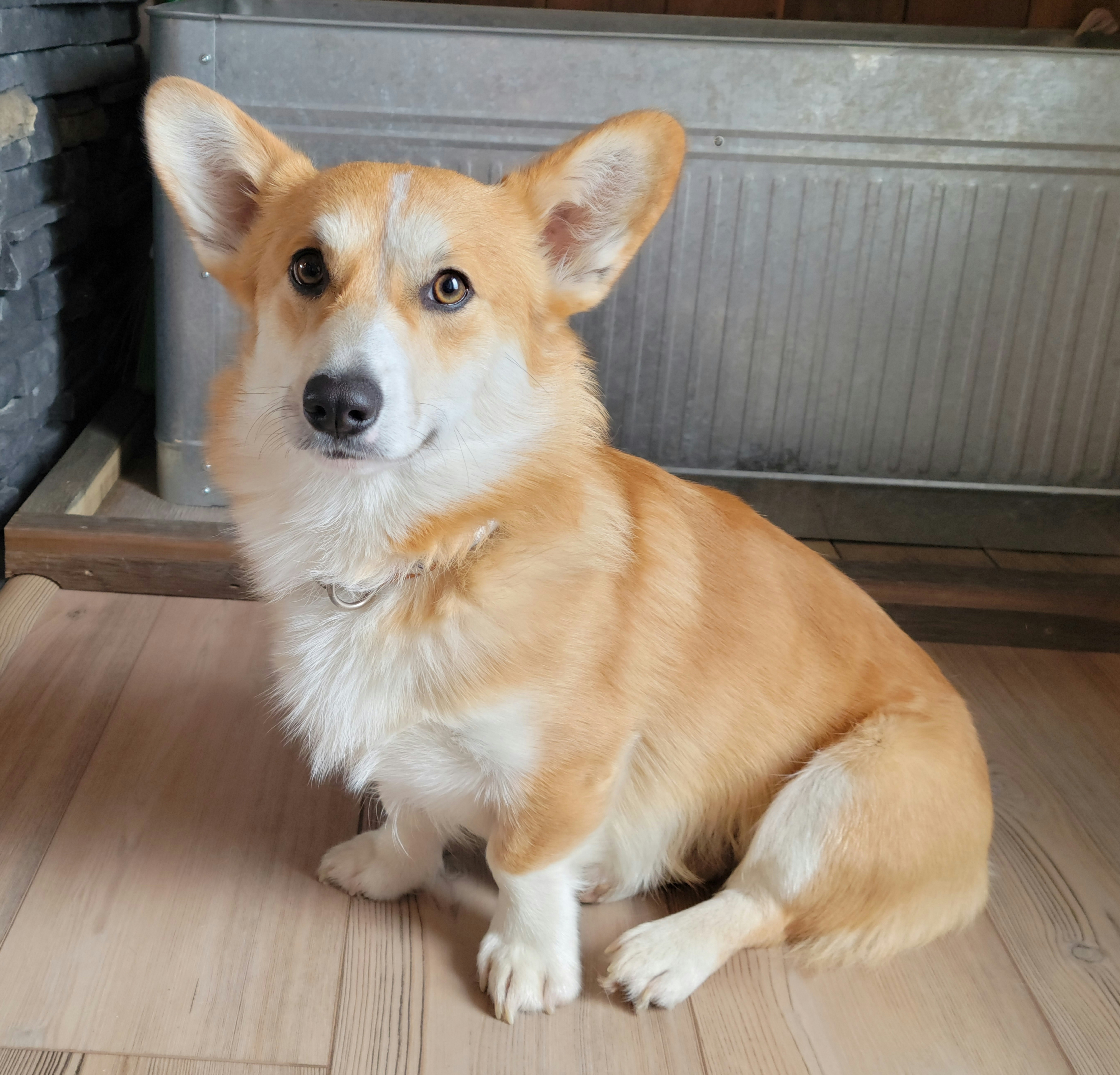 Waylon - Pembroke Welsh Corgi