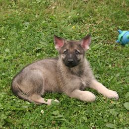 Shiloh Shepherd Puppies from Solace Shilohs