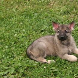 Shiloh Shepherd Puppies from Solace Shilohs