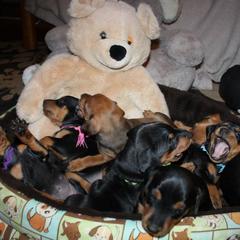 German Pinscher Puppies from Immer Treu German Pinschers