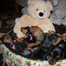 German Pinscher Puppies from Immer Treu German Pinschers