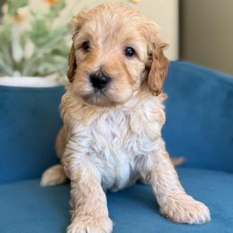 Hurrcules - Apricot male Goldendoodle puppy in Yuciapa, California from AlltheDoodlez_
