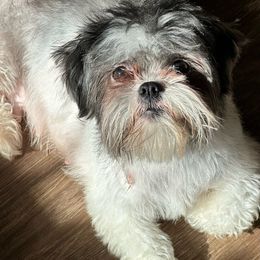 Darby - Shichon