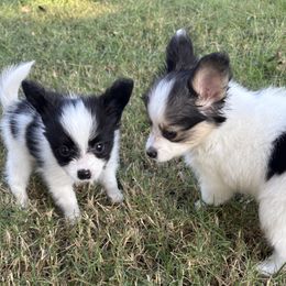 Papillon puppies from Peppy Papillons, LLC