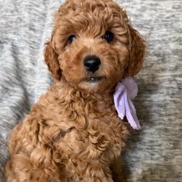 Girl 1 'Kia' - Red  female Goldendoodle puppy in Kearneysville, West Virginia from Daydreamer