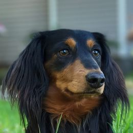 Dachshunds from Foxfire Dachshunds
