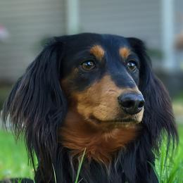 Dachshunds from Foxfire Dachshunds