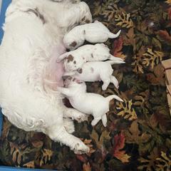 Clumber Spaniel Puppies from Briton Clumber Spaniels