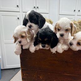 Cocker Spaniel Puppies from Dalin Cockers