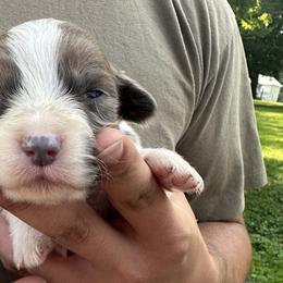 Full Fluffy Girl 2 - White and red Pembroke Welsh Corgi puppy in Liberty, Tennessee from Taylor's Corgi's