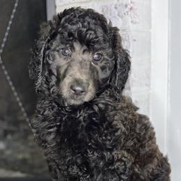 Harlan - Brown and white male Aussiedoodle puppy in Monroe, North Carolina from The Klepper Homestead