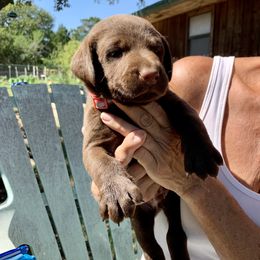 Labrador Retriever Puppies from The Sugar & Spice Ranch Labrador Retrievers