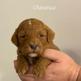 Chestnut - Red  male Goldendoodle puppy in Estesburg, Kentucky from Wet Goldendoodle Kisses