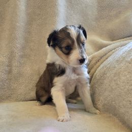 Two face - Sable and white male Shetland Sheepdog puppy in Middleburg, Pennsylvania from Willow Tree Berners