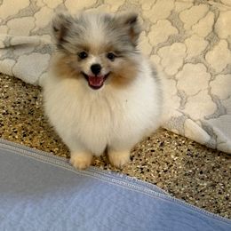 Phantom - Blue merle male Pomeranian puppy in California from Savvypomeranians