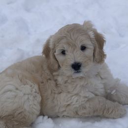 Goldendoodles from Stone Hearth Doodles
