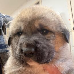 Girl 1 - White and tan female Great Pyrenees puppy in Port Townsend, Washington from Pam’s Perfect Pugs & MasPyrs