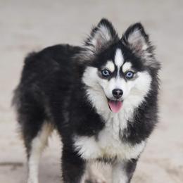 Lady - Black and white female Pomsky puppy in Fredericksburg, Texas from Southern Poms of Texas