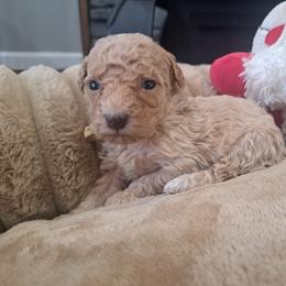 Anna, Yellow Girl - Red female Bernedoodle puppy in Lafayette, Alabama from Williams Lake Doodles