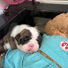 Moaning Myrtle - Green Collar - Fawn brindle and white female Bulldog puppy in Krum, Texas from K & K Little Blessings
