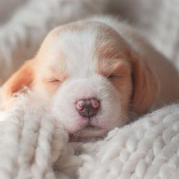 Brioche - Red and white male Beagle puppy in Caldwell, Ohio from Folklore Kennel