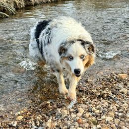 Maggie - Blue merle Australian Shepherd puppy in Mountain Home, Arkansas from Flyin’ J5 Farms