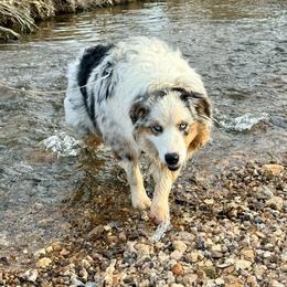 Maggie - Blue merle Australian Shepherd puppy in Mountain Home, Arkansas from Flyin’ J5 Farms