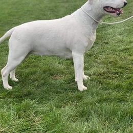 Bull Terrier All Grown Up from Weekley Bull Terriers