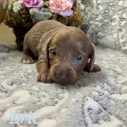 Eric - Fawn (isabella) and tan male Dachshund puppy in Aiken, South Carolina from State Eight Dachshunds