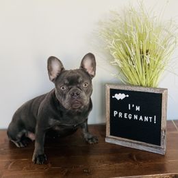 Sophie - French Bulldog