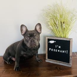 Sophie - French Bulldog