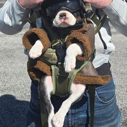 Boston Terrier Puppies from I Love Pups