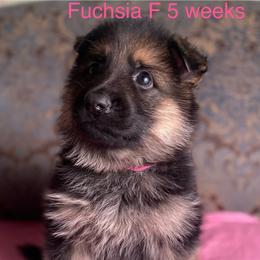 Fuchsia collar girl - Black and red female German Shepherd puppy in Coleta, Illinois from Four Leaf Farm- Vom Vierblättriges Bauernhof
