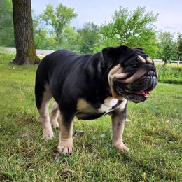 Kali - Bulldog
