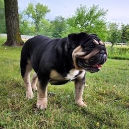 Kali - Bulldog