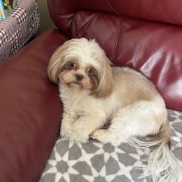 Nala - Shih Tzu