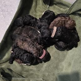 Black Abstract Female - Black female Poodle puppy in Patterson, California from Paterson Poodles