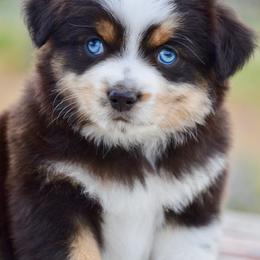 BTM-3 - Black tri male Miniature Australian Shepherd puppy in Baker City, Oregon from Back Country Aussies