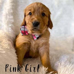 Golden Retriever Puppies from PDA Goldens