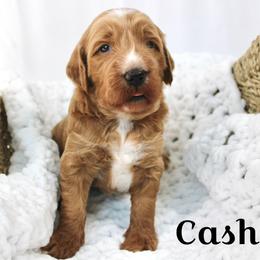 Cashew - Apricot male Goldendoodle puppy in Casa Grande, Arizona from AzDoodle Dandies