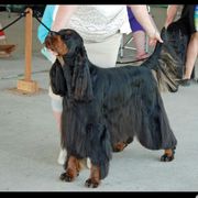Bryce - Gordon Setter