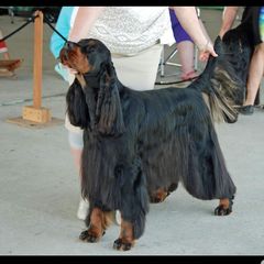 Bryce - Gordon Setter