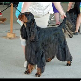 Bryce - Gordon Setter