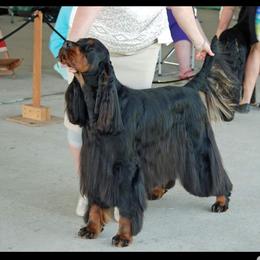 Bryce - Gordon Setter
