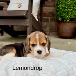 Lemondrop - Black tan and white female Beagle puppy in Mansfield, Missouri from Rippee Creek Kennel