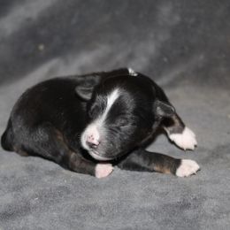Van - Black tri-color male Aussiedoodle puppy in Loretto, Tennessee from K Kountry Farm