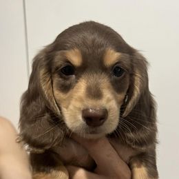 Dachshunds from Little Doxies