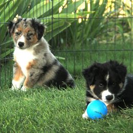 Australian Shepherd Puppies from Sliding S Australian Shepherds