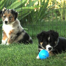 Australian Shepherd Puppies from Sliding S Australian Shepherds